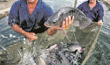 Piscicultura tem grande potencial de expansão em Mato Grosso, aponta diagnóstico apresentado pela Sedec