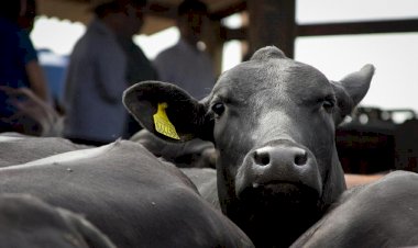Campanha de vacinação contra a febre aftosa começa no sábado (01) em Mato Grosso