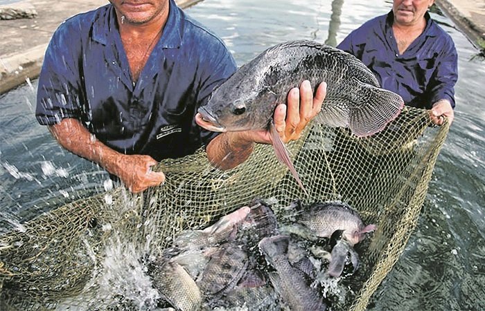 Piscicultura tem grande potencial de expansão em Mato Grosso, aponta diagnóstico apresentado pela Sedec