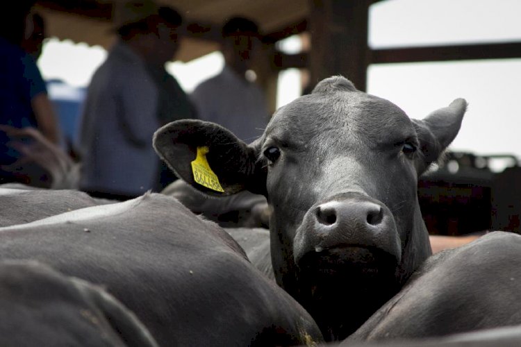 Campanha de vacinação contra a febre aftosa começa no sábado (01) em Mato Grosso