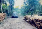 Batalhão Ambiental encaminha homem à Delegacia após flagrante de extração ilegal de madeira