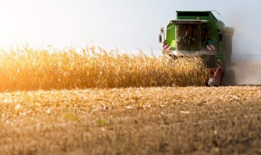 Imea reduz estimativa para safra de milho de Mato Grosso a 34,6 mi t; eleva soja