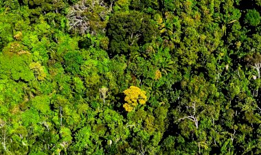 Mato Grosso mantém 30% redução de alertas de desmatamento nos últimos 8 meses