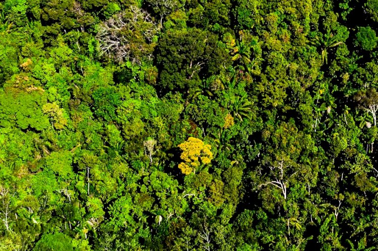 Mato Grosso mantém 30% redução de alertas de desmatamento nos últimos 8 meses