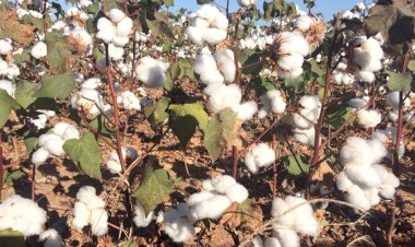 Exportação do algodão de Mato Grosso salta 78% China é maior compradora