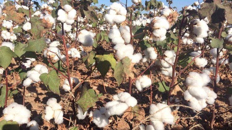 Exportação do algodão de Mato Grosso salta 78% China é maior compradora