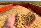 Oferta de soja em Mato Grosso cresce; proteção de 25 milhões de toneladas para exportação