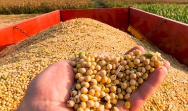 Vendas de soja de Mato Grosso atingem 40,61% safra 2023/24
