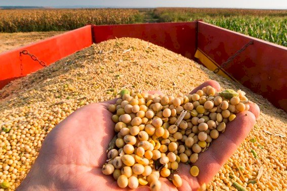 Vendas de soja de Mato Grosso atingem 40,61% safra 2023/24