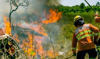 Brigadistas florestais: Mato Grosso abre 150 vagas para combater incêndios