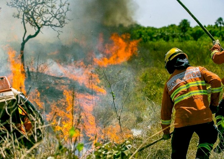 Brigadistas florestais: Mato Grosso abre 150 vagas para combater incêndios