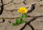 Estiagem atrasará plantio em Mato Grosso e Goiás
