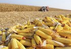 Preço do milho em Mato Grosso cobre apenas as despesas da safra 24/25