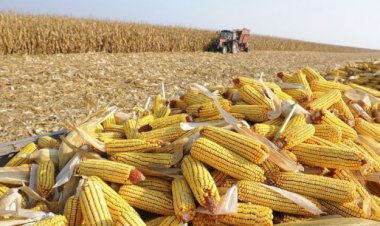 Preço do milho em Mato Grosso cobre apenas as despesas da safra 24/25