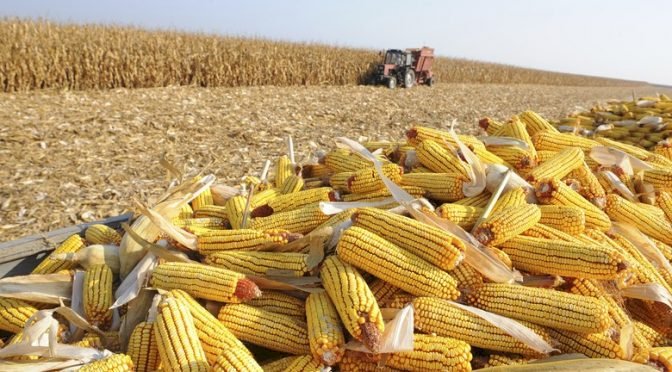 Preço do milho em Mato Grosso cobre apenas as despesas da safra 24/25