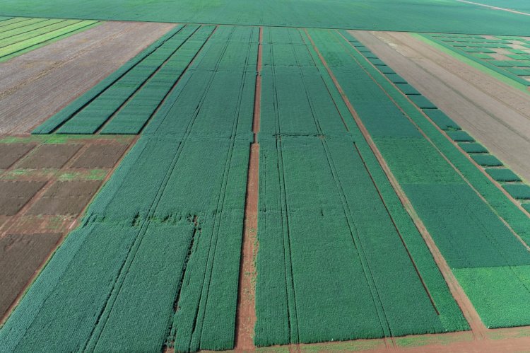 CHEGOU A 100%, Plantio da soja em Mato Grosso é concluído