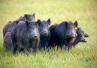 Porcos selvagens causam prejuízos em lavouras de Mato Grosso