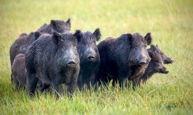 Porcos selvagens causam prejuízos em lavouras de Mato Grosso