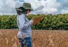 Pesquisas científicas voltada ao campo tornam lavouras mais eficientes e econômicas ao produtor